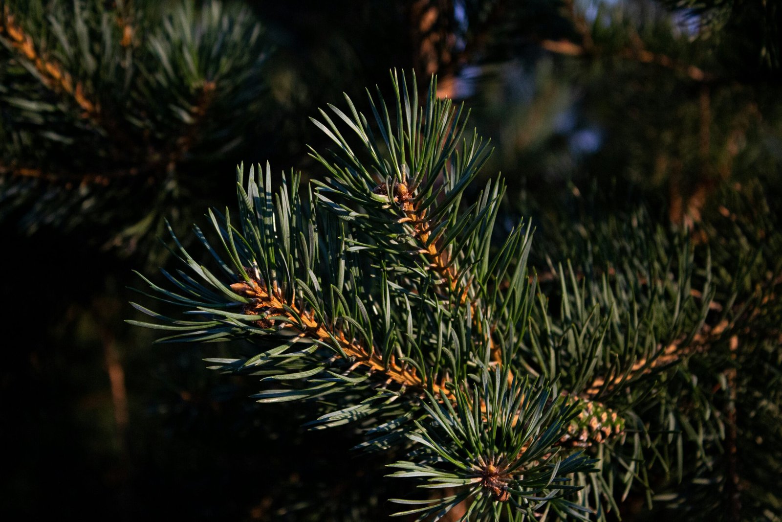 Crafting Compelling Company Profile Videos at Wiar Studio